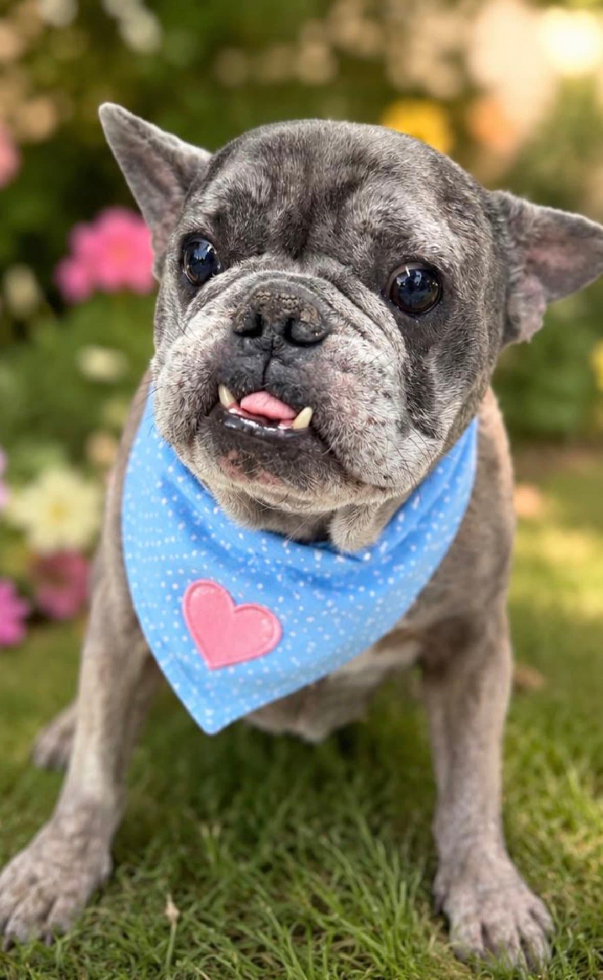 Grumpy - French Bulldog