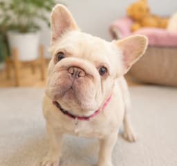 Pinky image 3