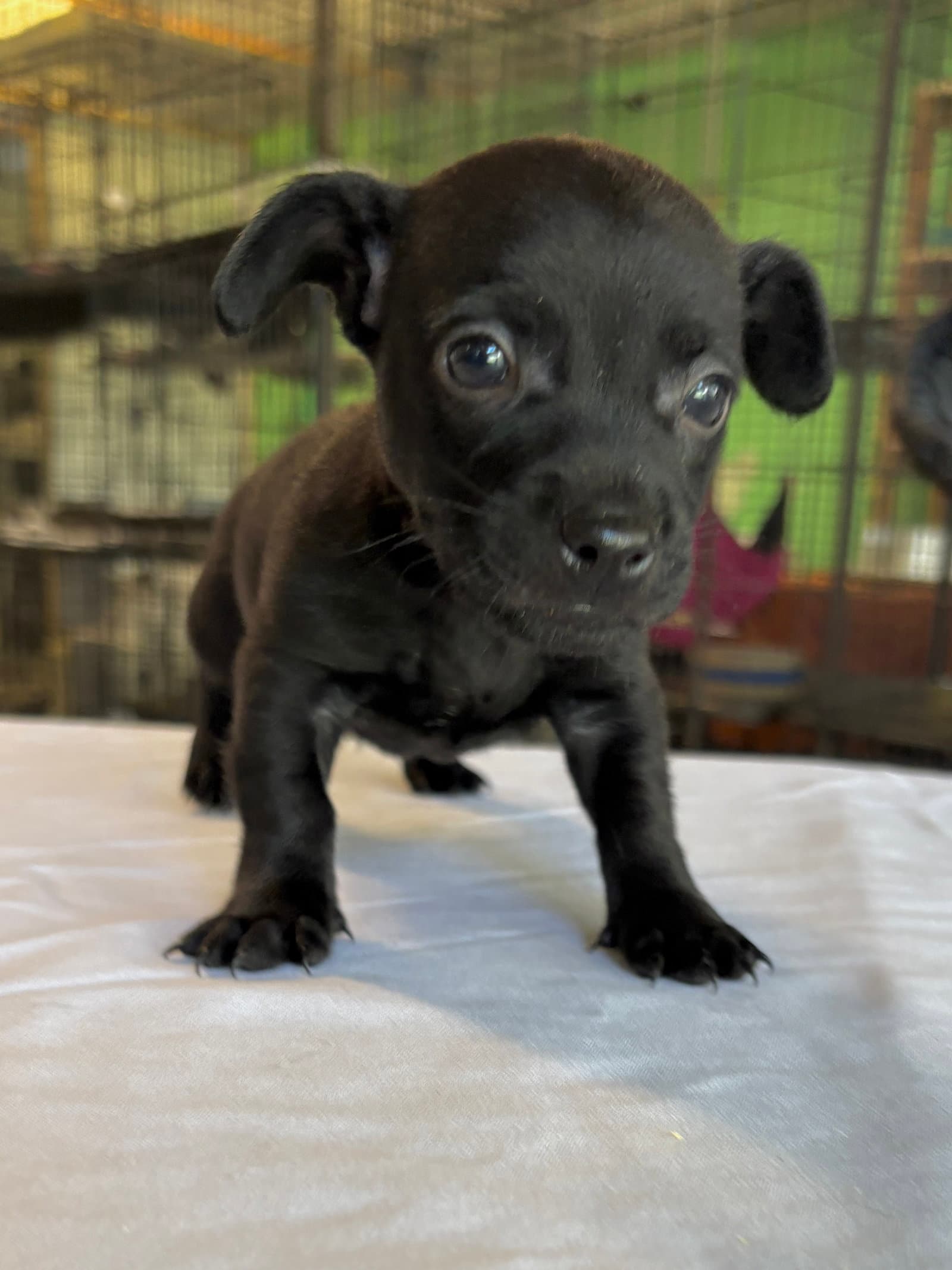 River - Chihuahua