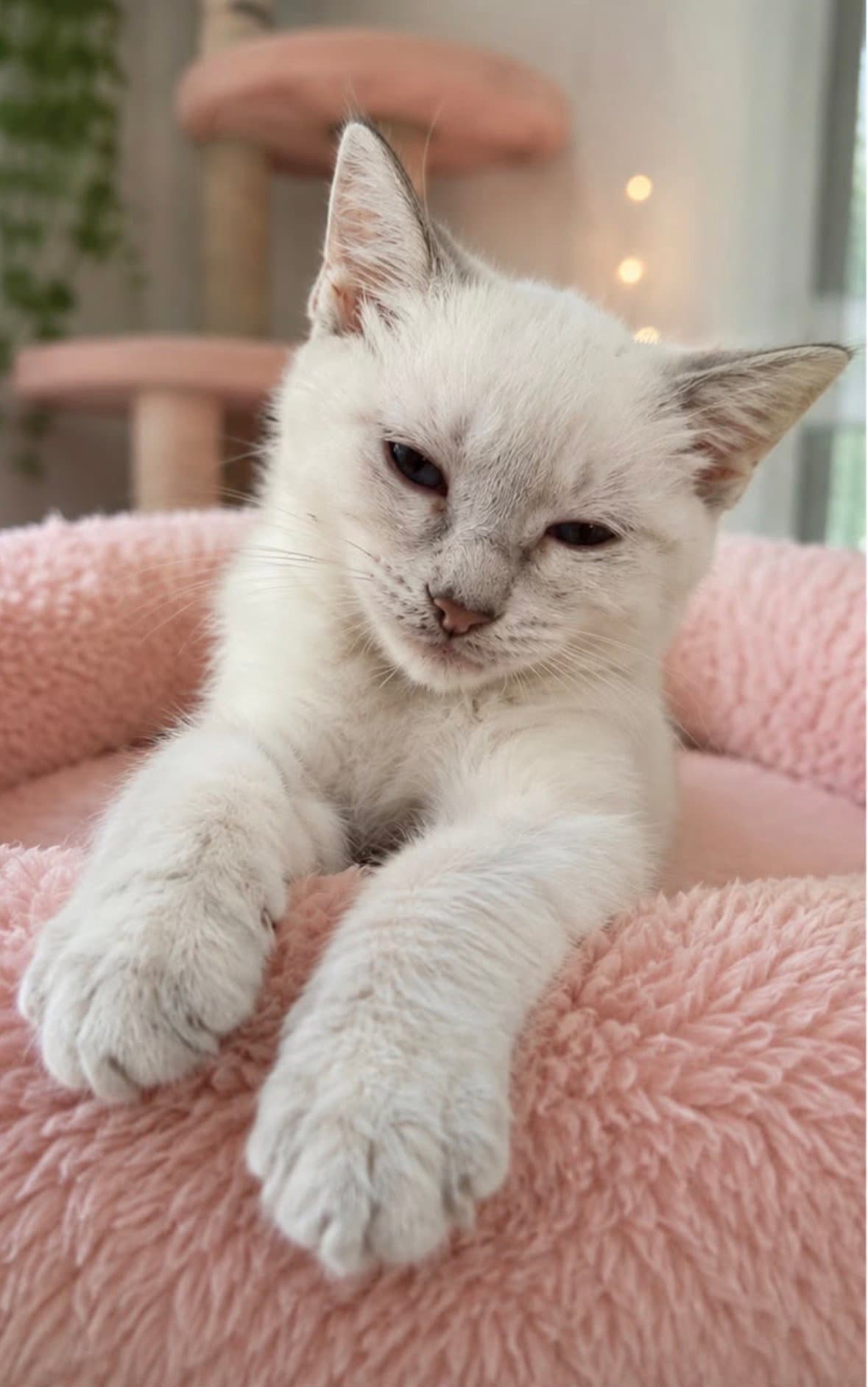 Bambi - Domestic Short Hair