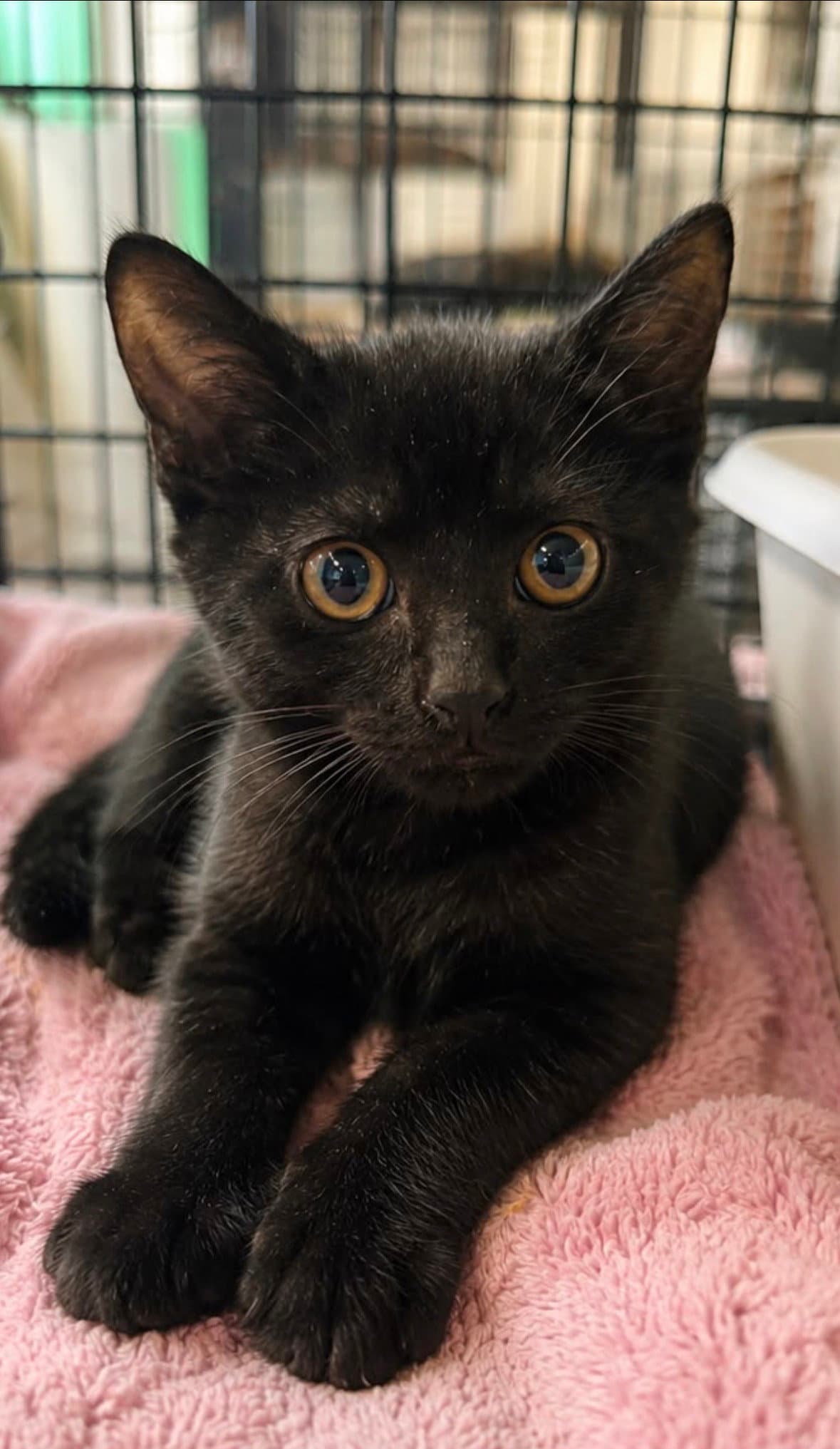 Black Berry - Domestic Short Hair