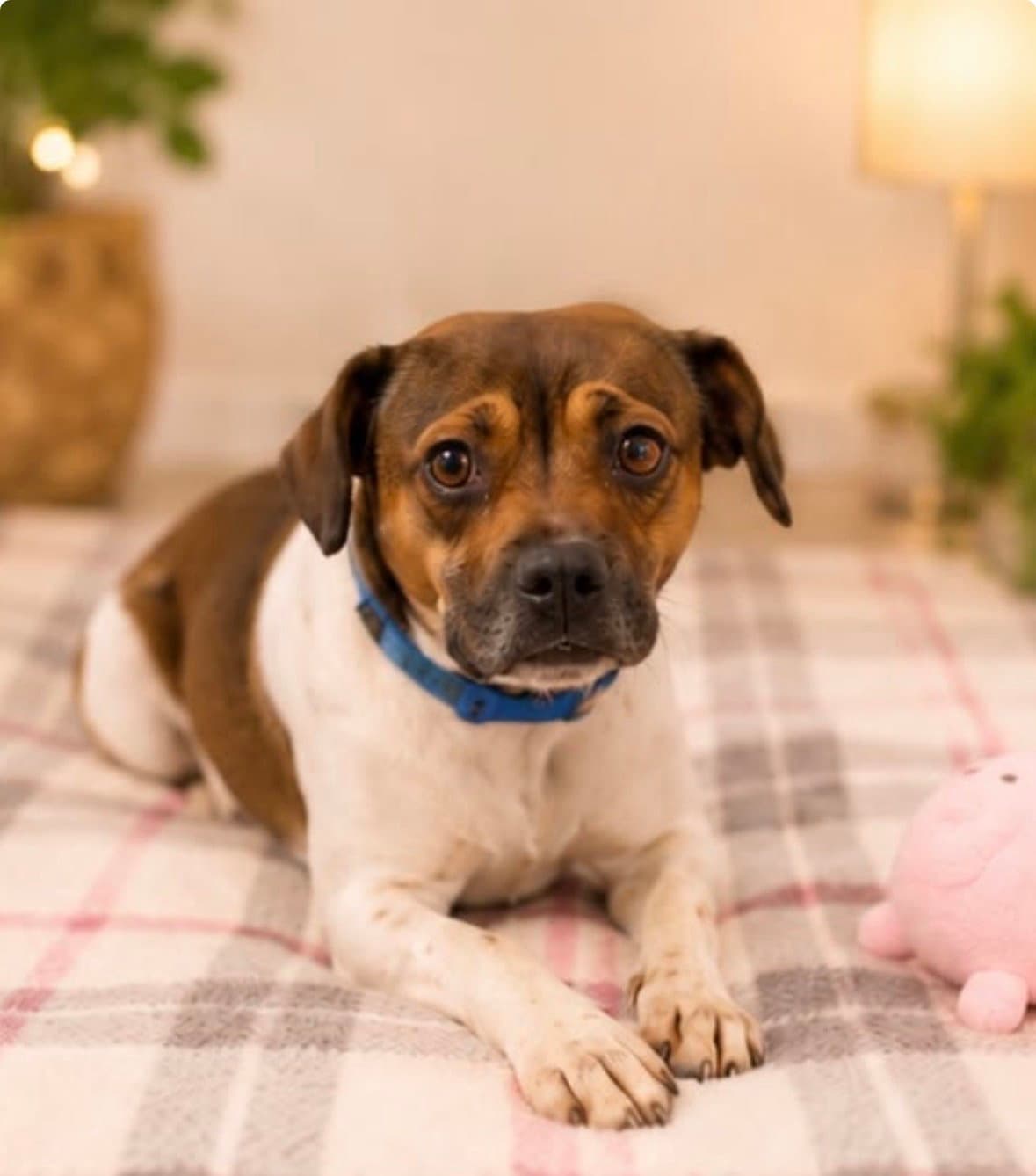 Roxy - Boxer