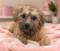 Benji image 3