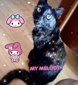 Melody image 1