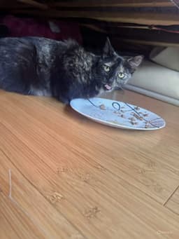 Melody image 2