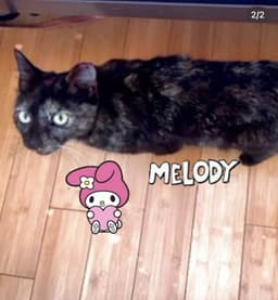 Melody image 3