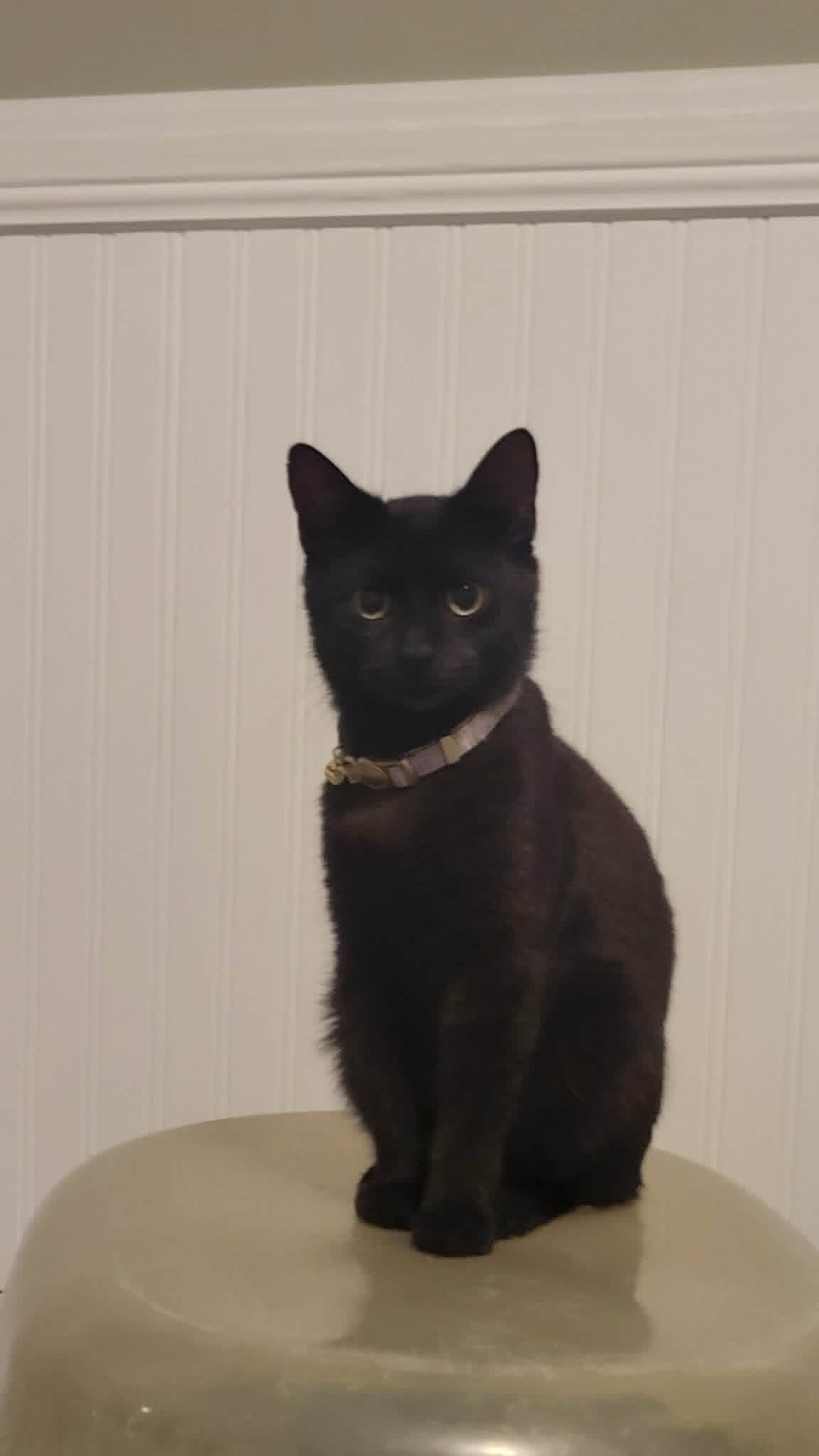 Rosie Purple Cat Head - Domestic Short Hair