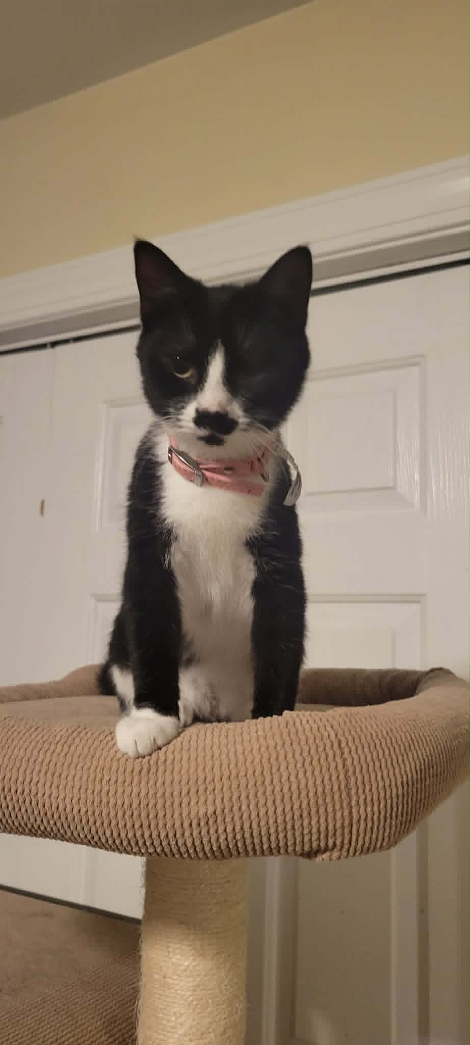 Petunia Pink Bedazzled - Domestic Short Hair