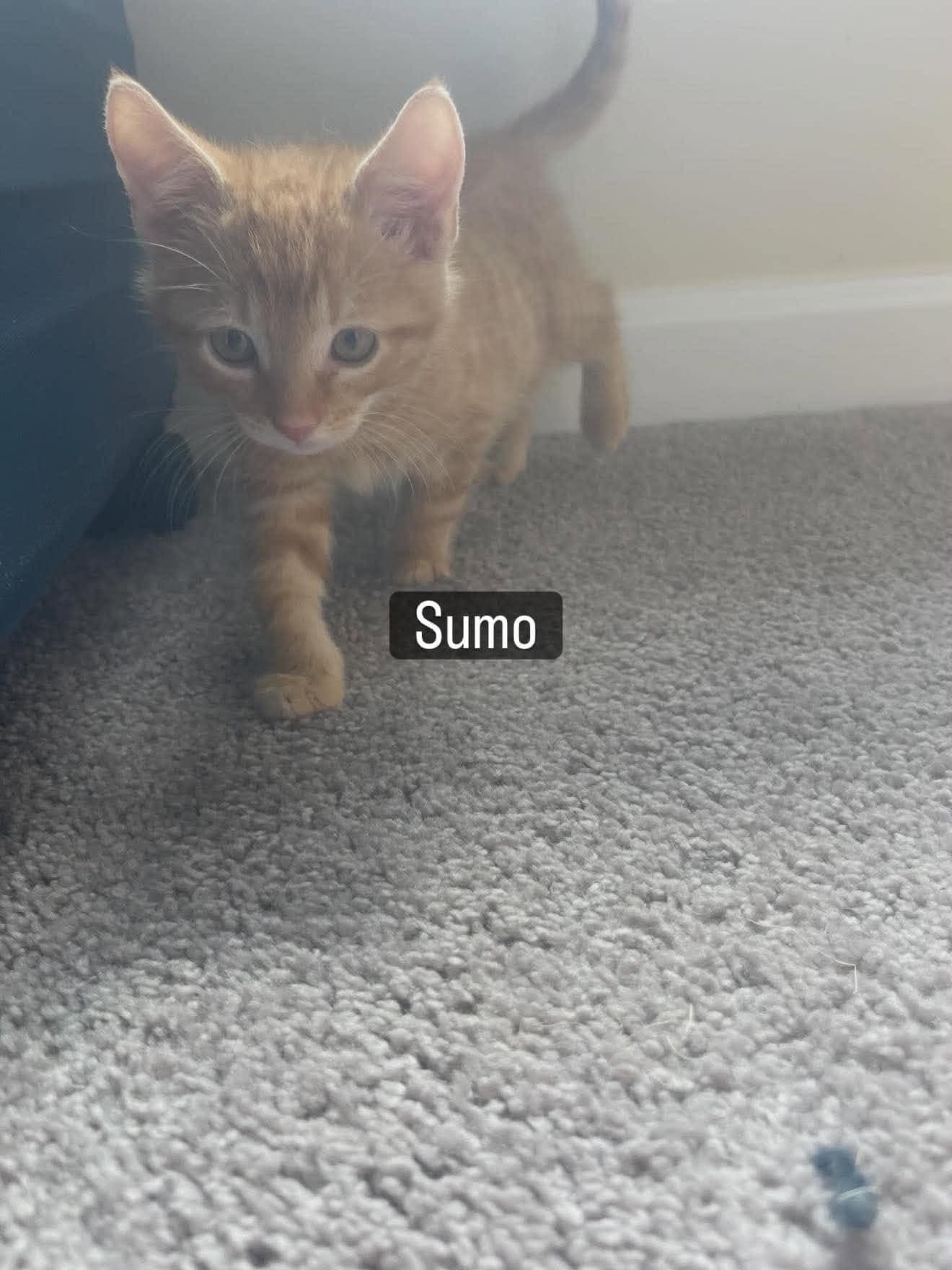 Sumo - Domestic Short Hair