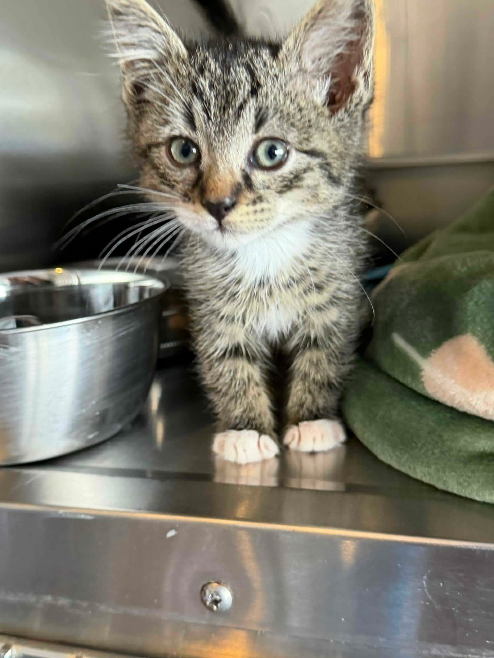 Tai - Domestic Short Hair