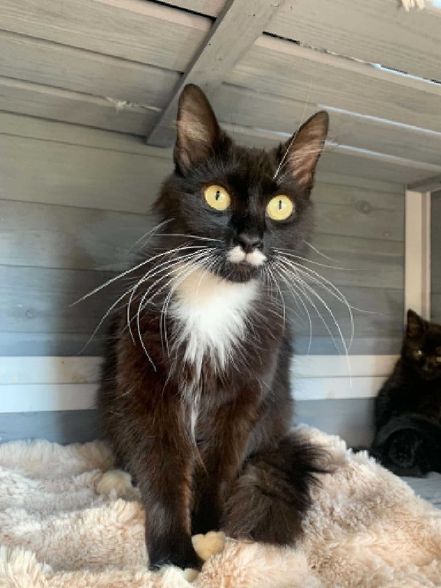 Lulu - Domestic Short Hair