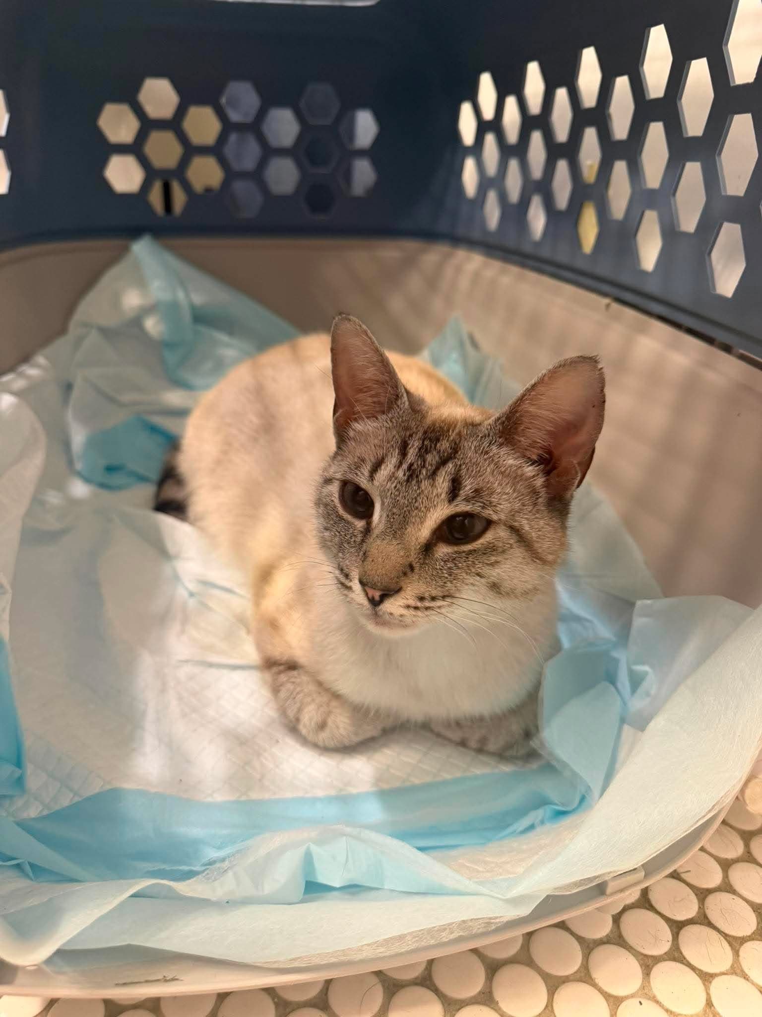 Lexi - Domestic Short Hair