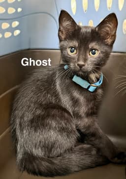 Ghost image 1