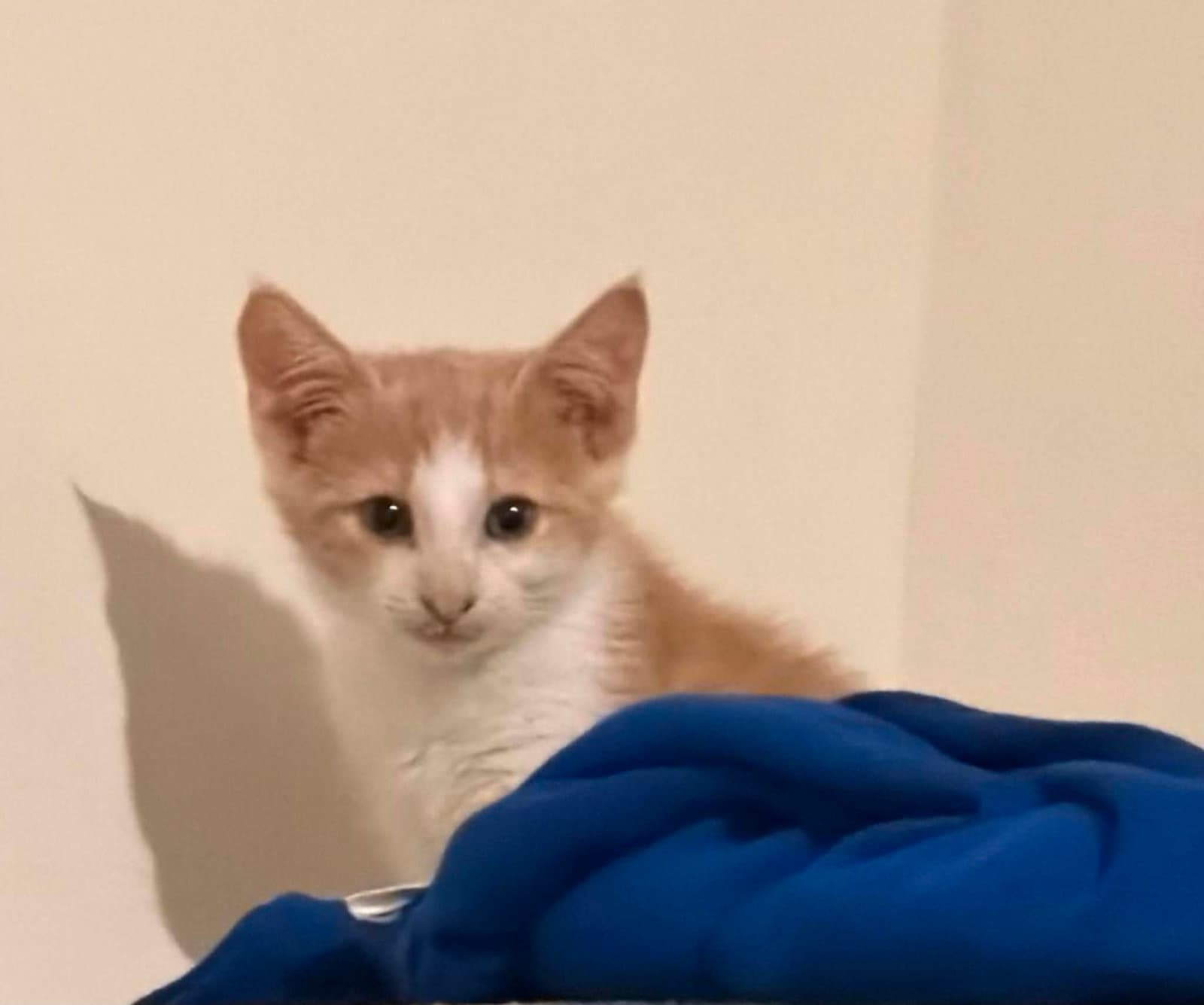 Weasley - Domestic Short Hair