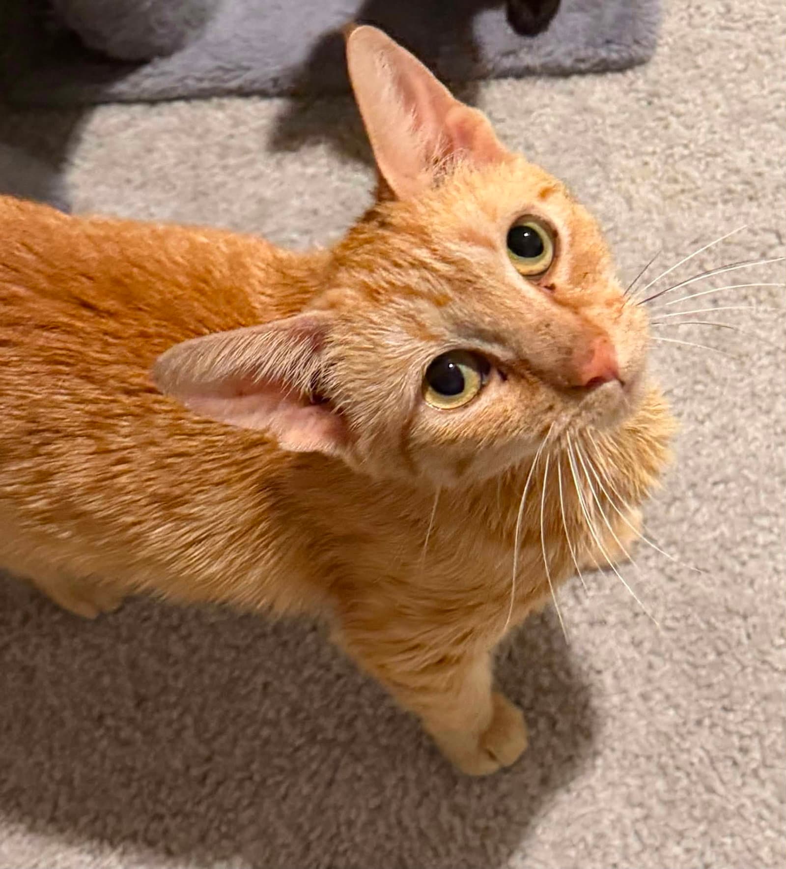 Molly - Domestic Short Hair