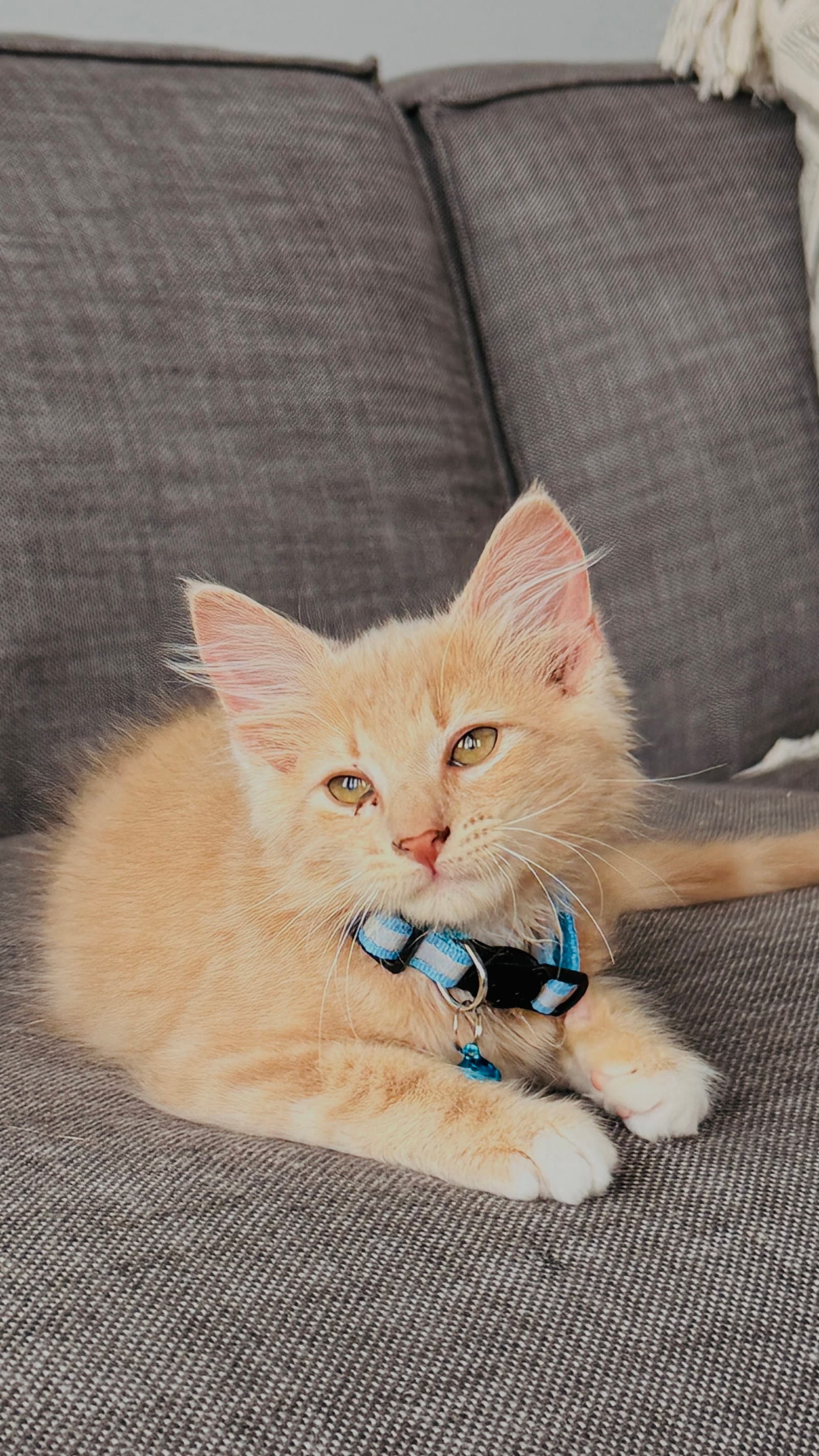 Chicken - Domestic Medium Hair