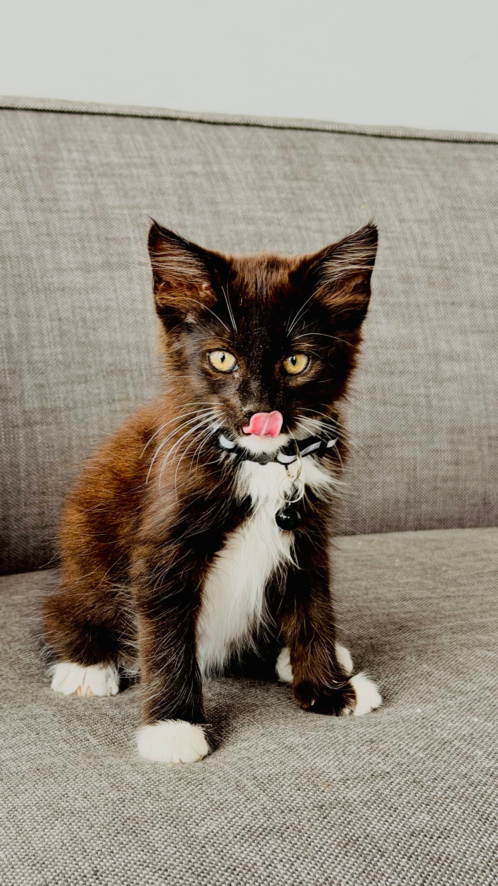 Darius - Domestic Medium Hair