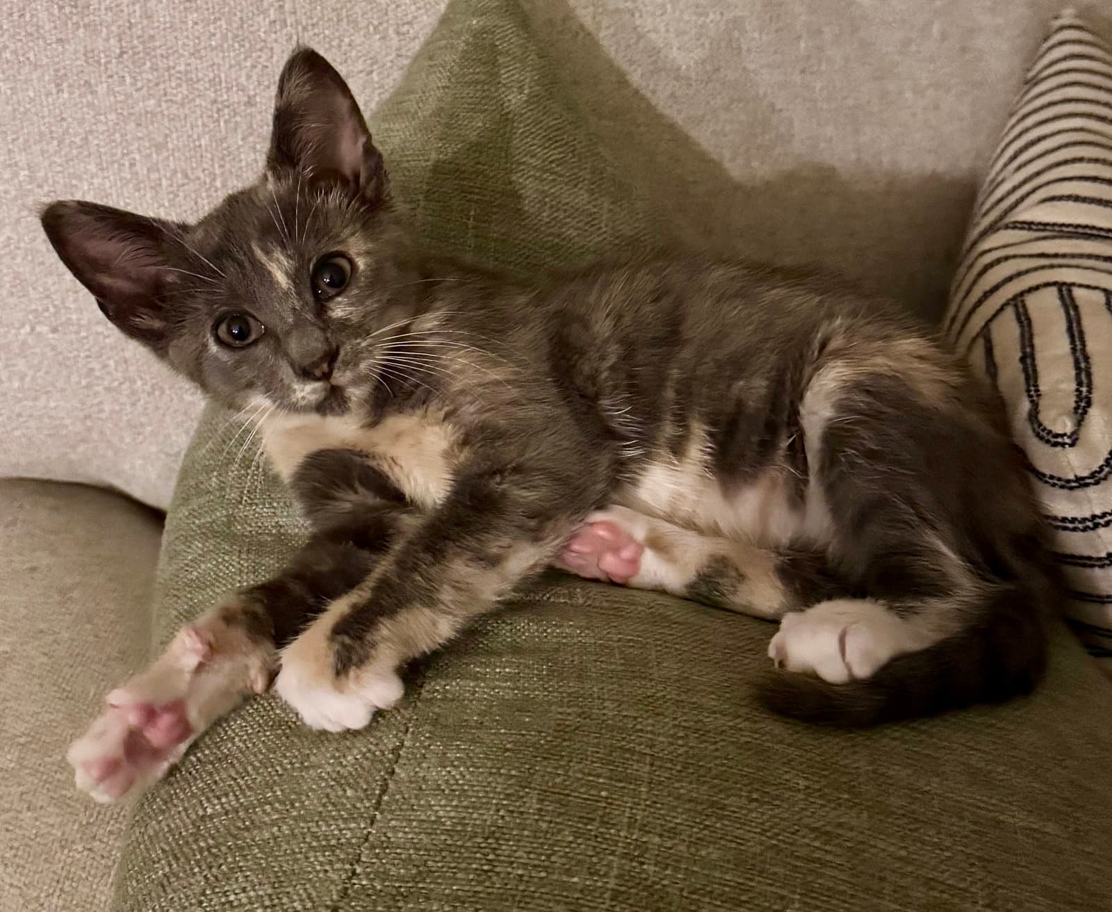 Bitsy - Domestic Short Hair