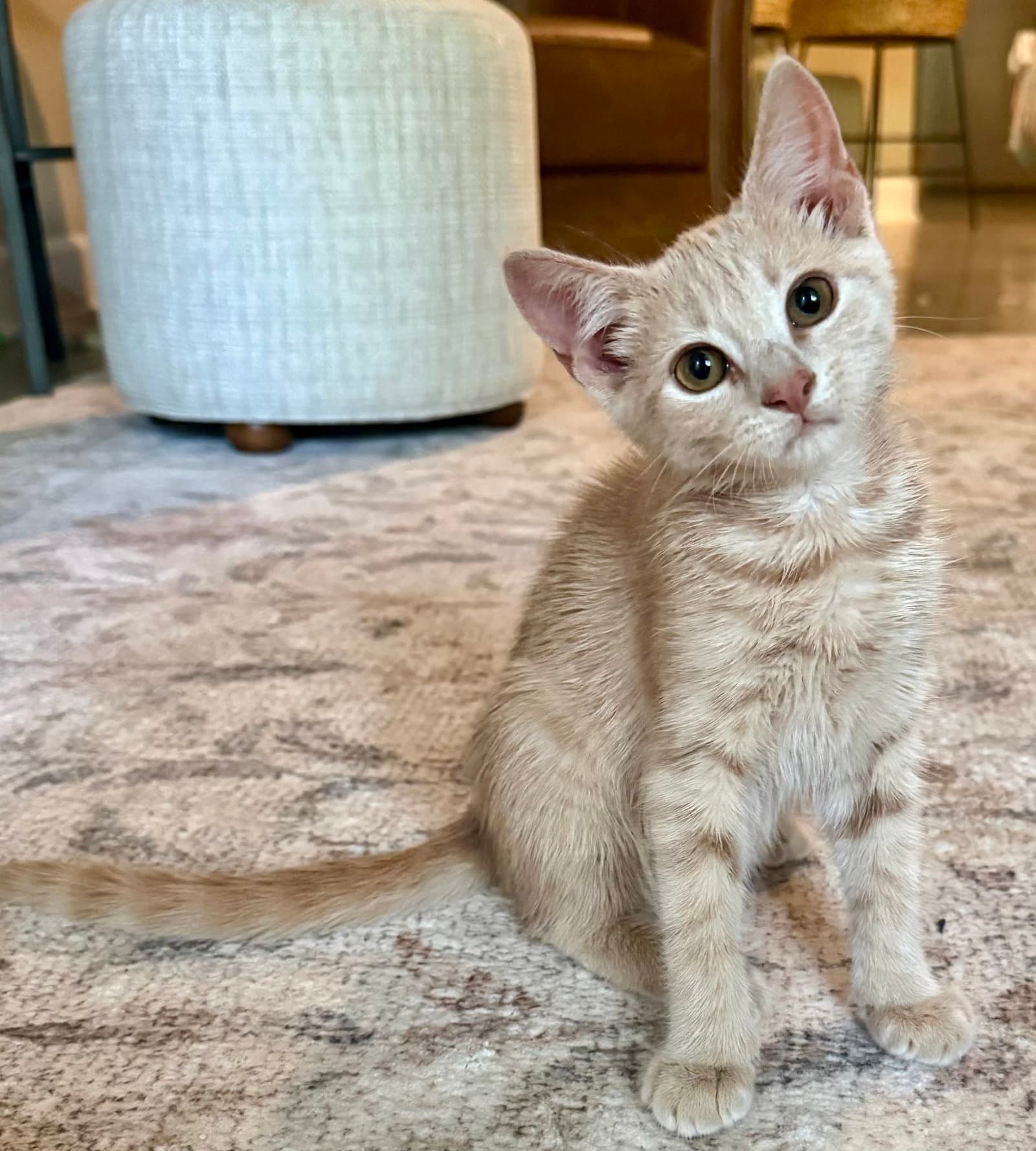 Betty Lou - Domestic Short Hair