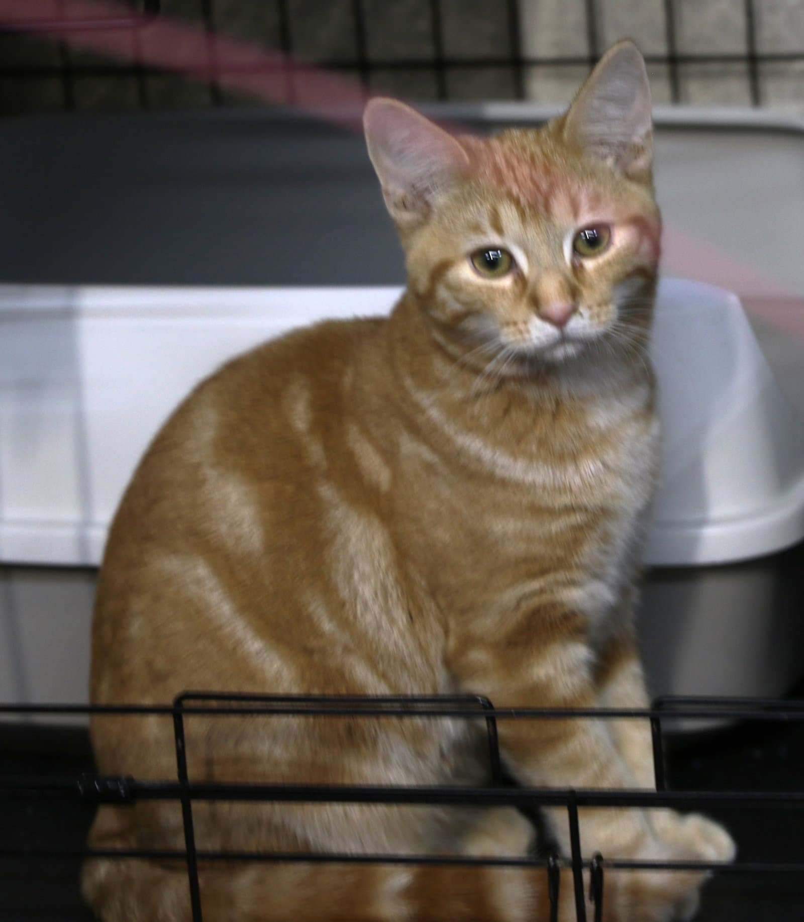 Daffy - Domestic Short Hair