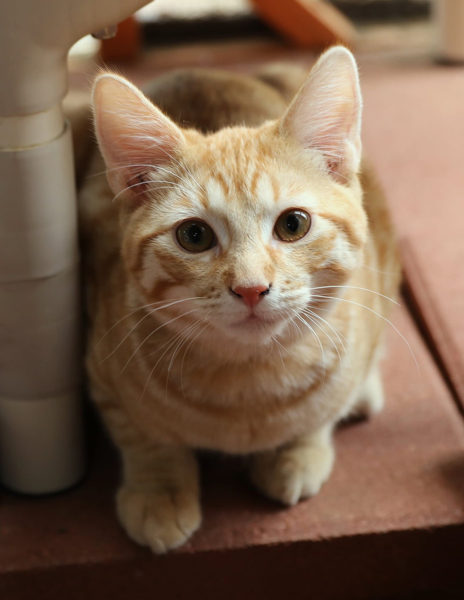 Dudly - Domestic Short Hair