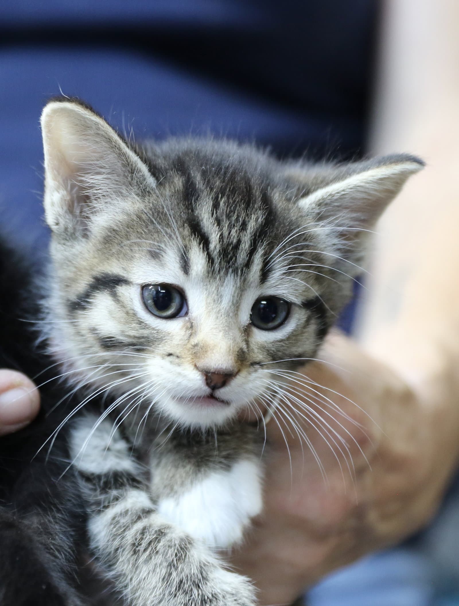 Kate - Domestic Short Hair