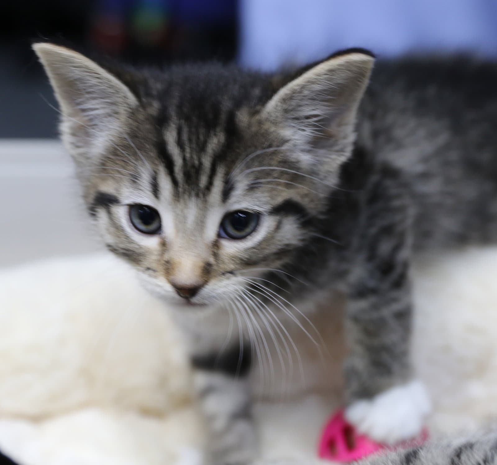 Luke - Domestic Short Hair