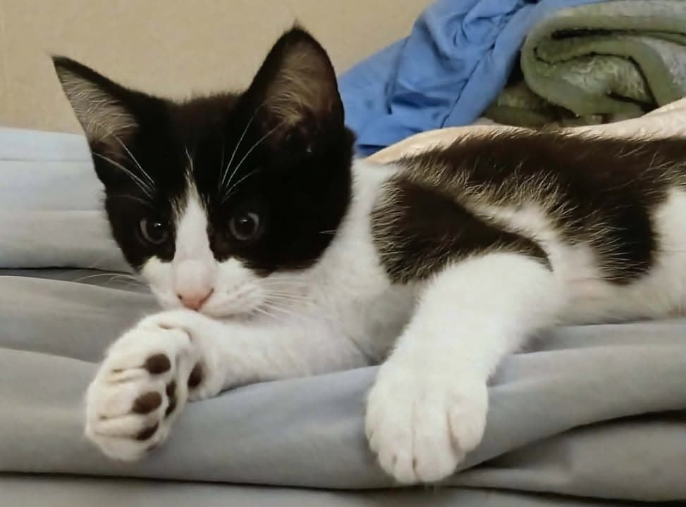 Ozzy - Domestic Long Hair