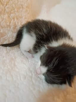 Ozzy image 4