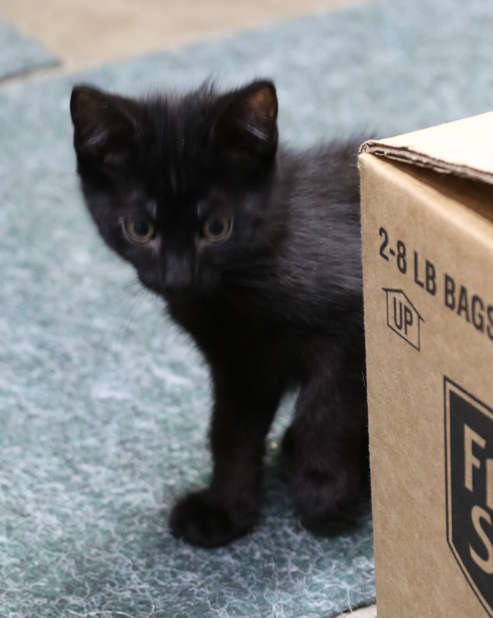 Bora - Domestic Short Hair
