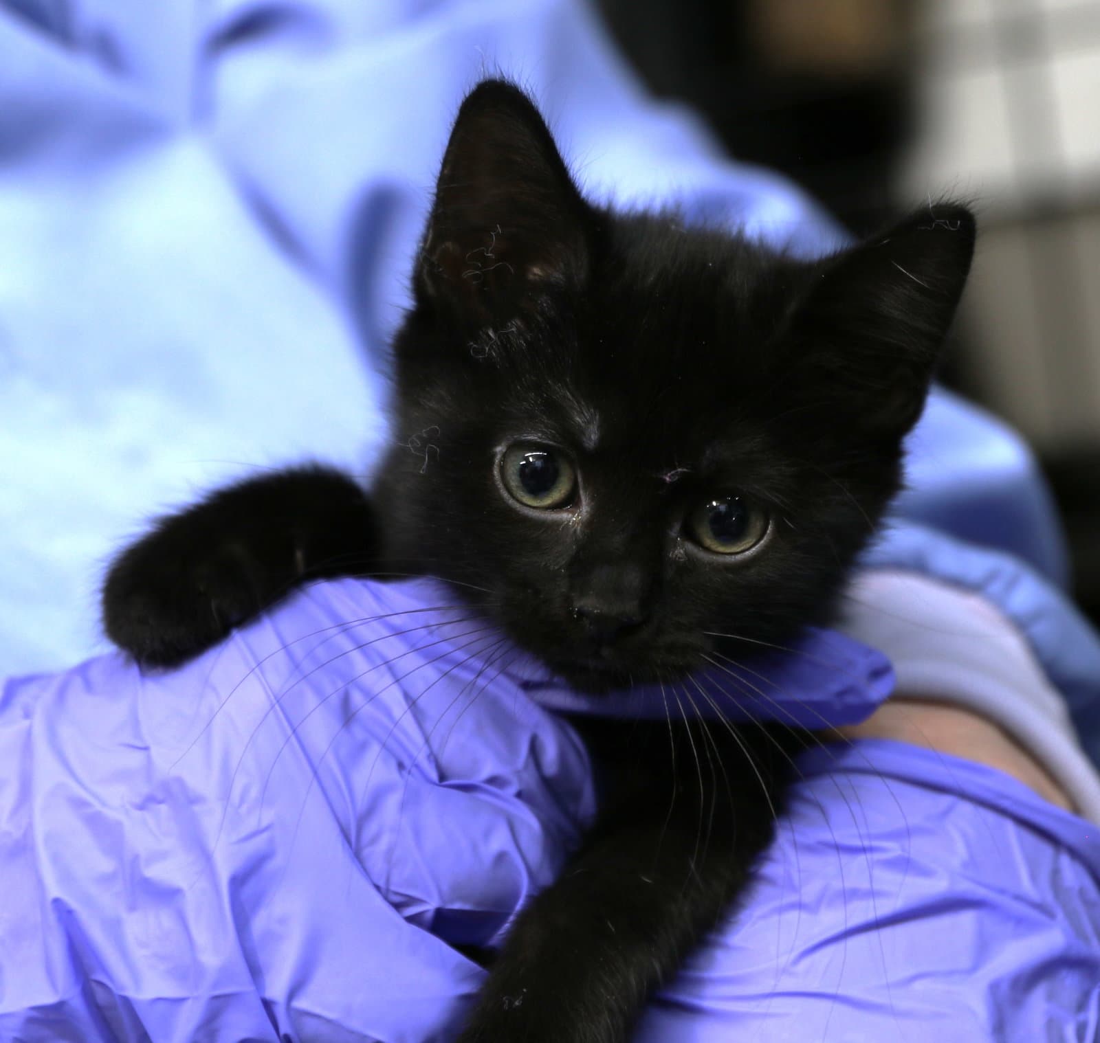 Hoshi - Domestic Short Hair