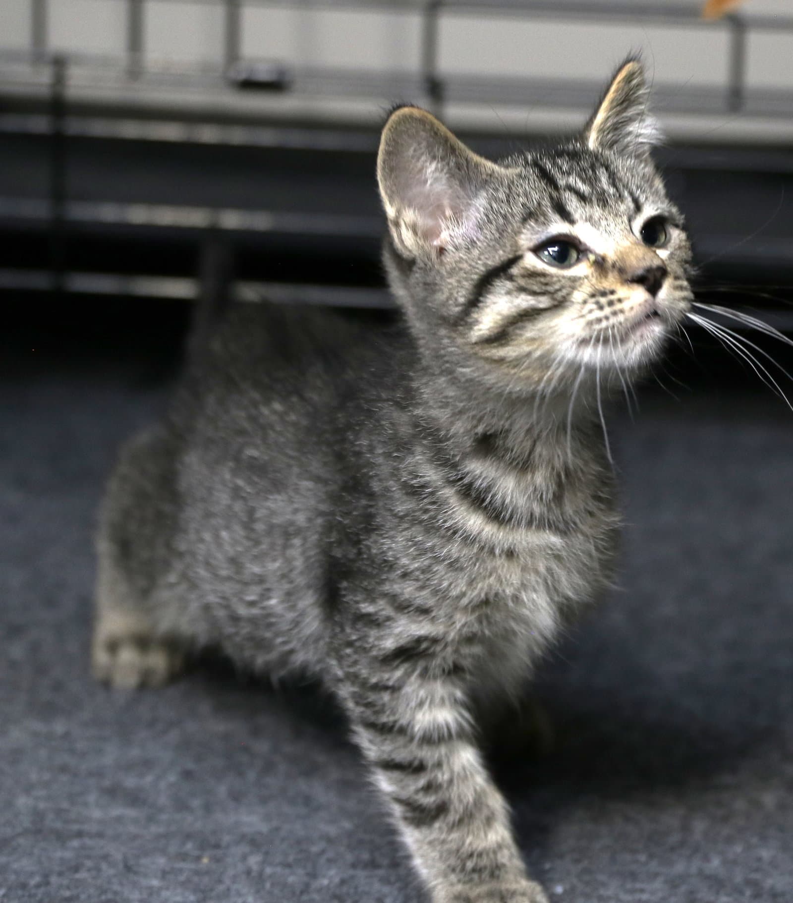 Mokara - Domestic Short Hair