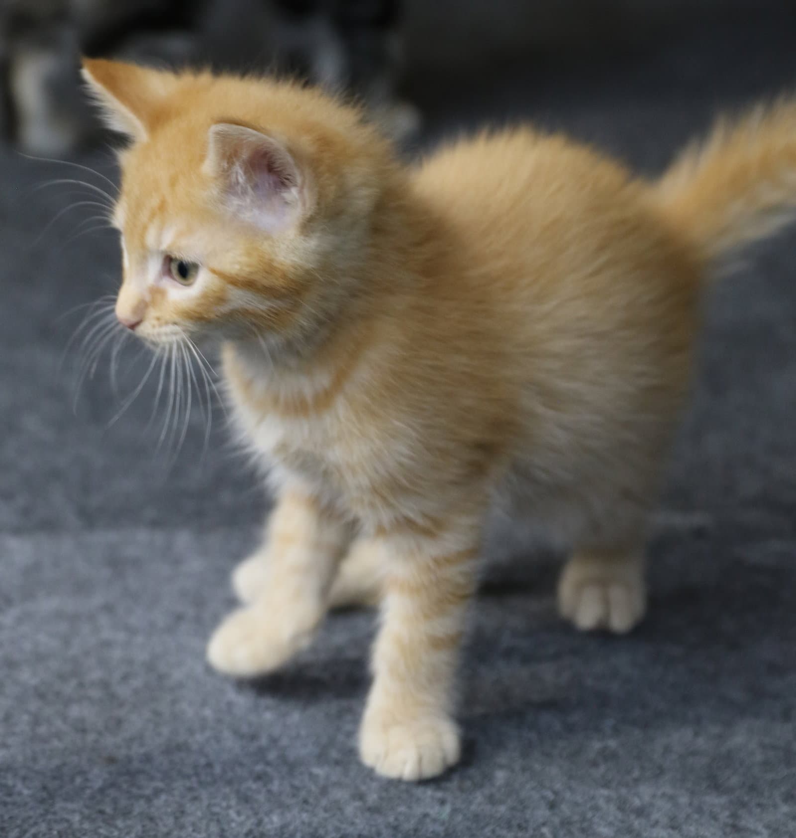 Lil Garfield - Tabby