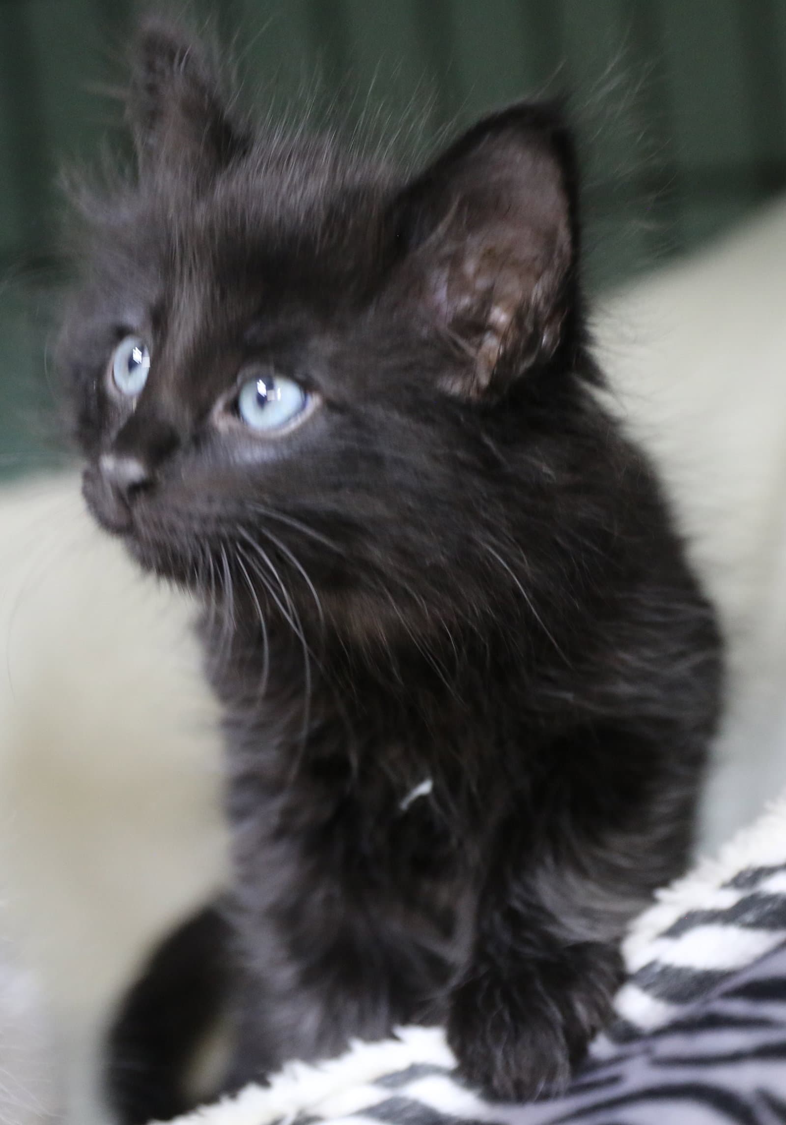 Raja - Domestic Long Hair
