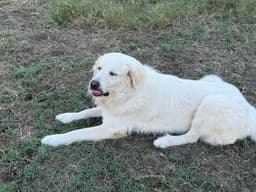 Charlie Aka Charles Ii image 4