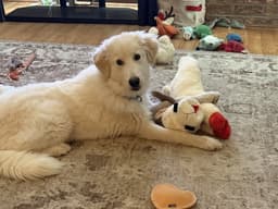 Cody image 2