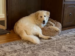 Cody image 3