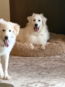 Cody image 4