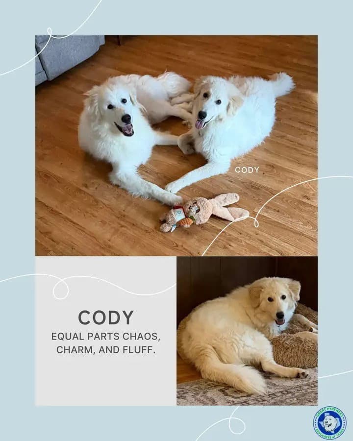 Cody - Great Pyrenees