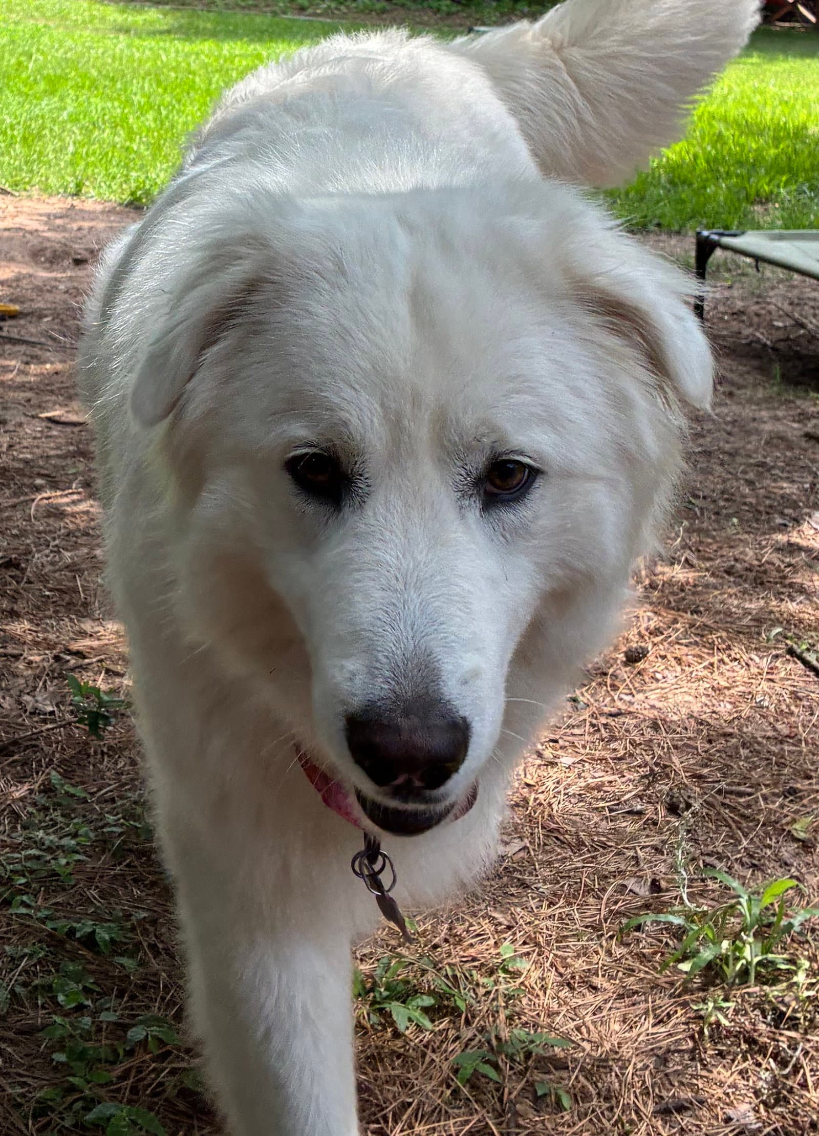 Sigrid - Great Pyrenees