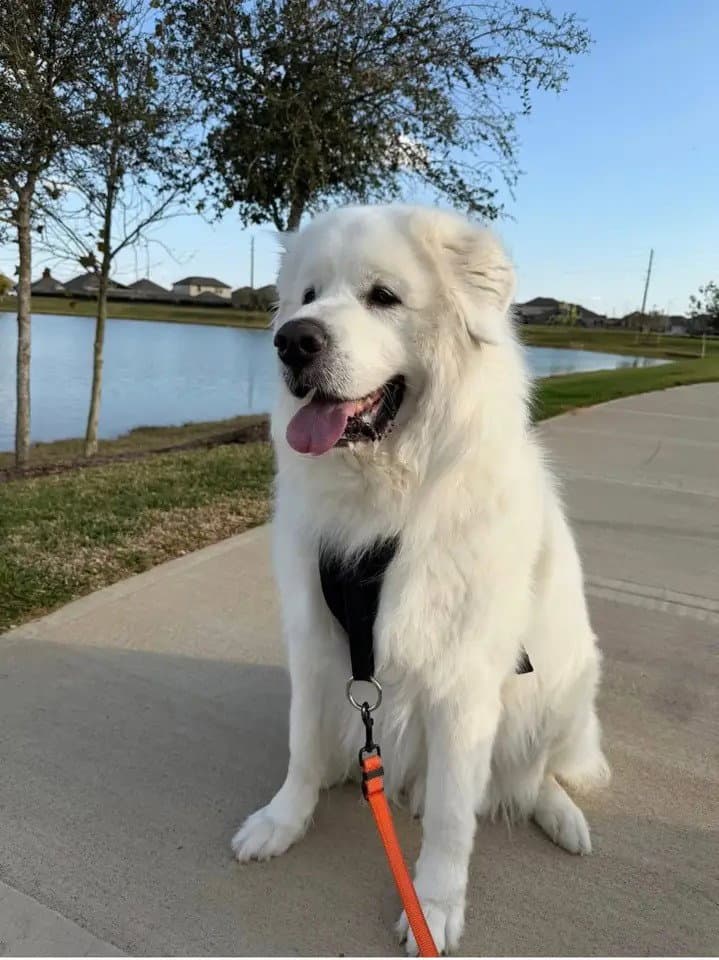 Whiskey - Great Pyrenees