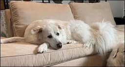 Enzo image 2