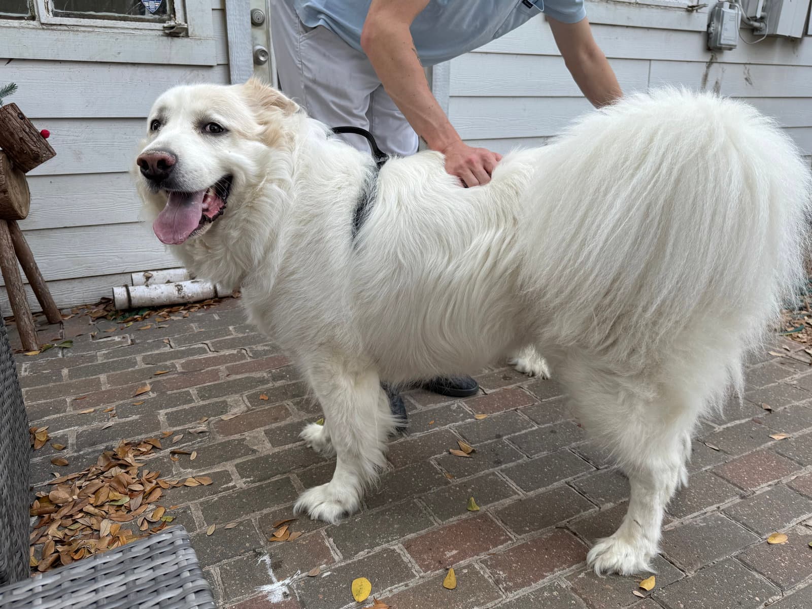 Enzo - Great Pyrenees