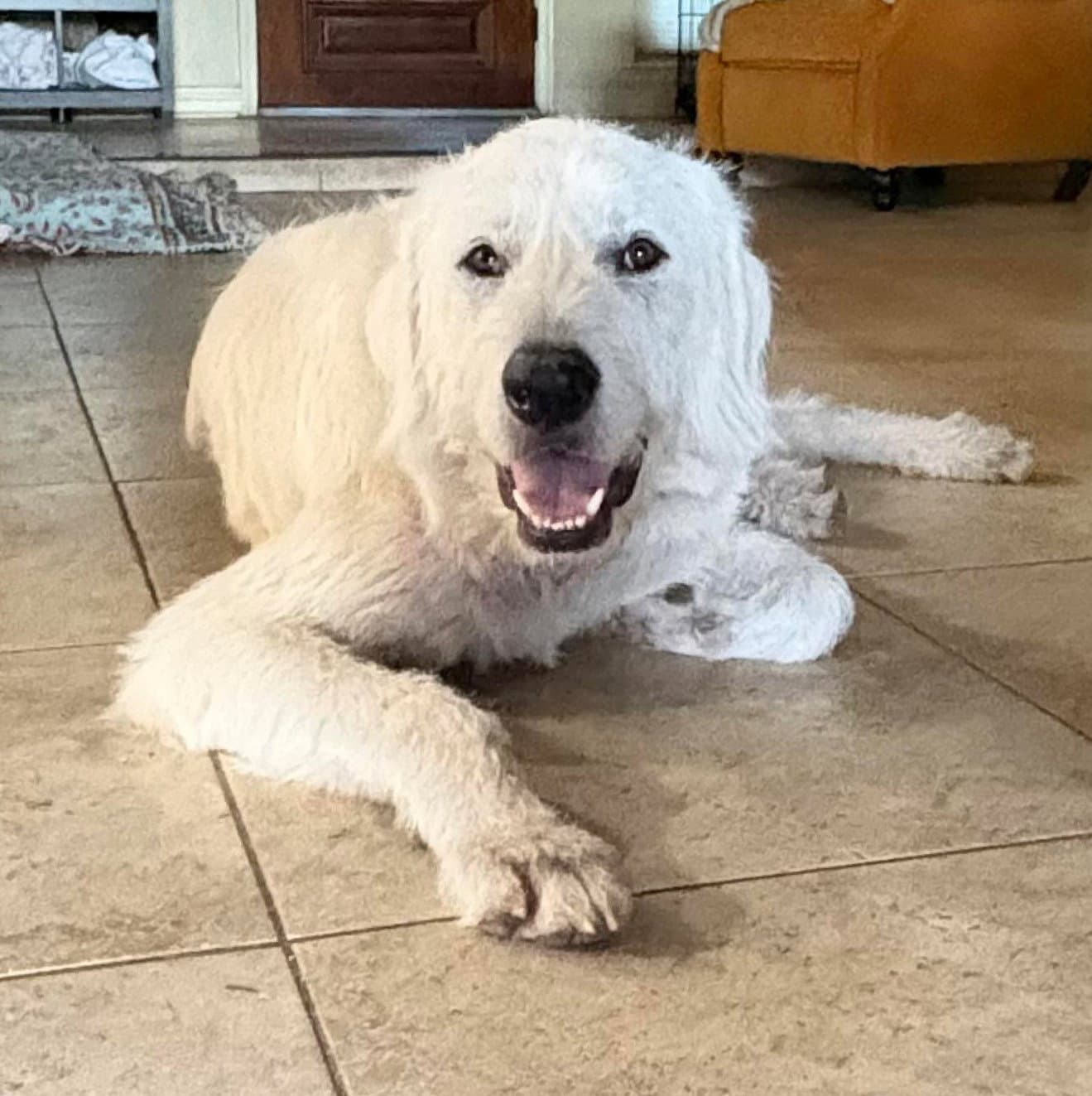 Max - Great Pyrenees