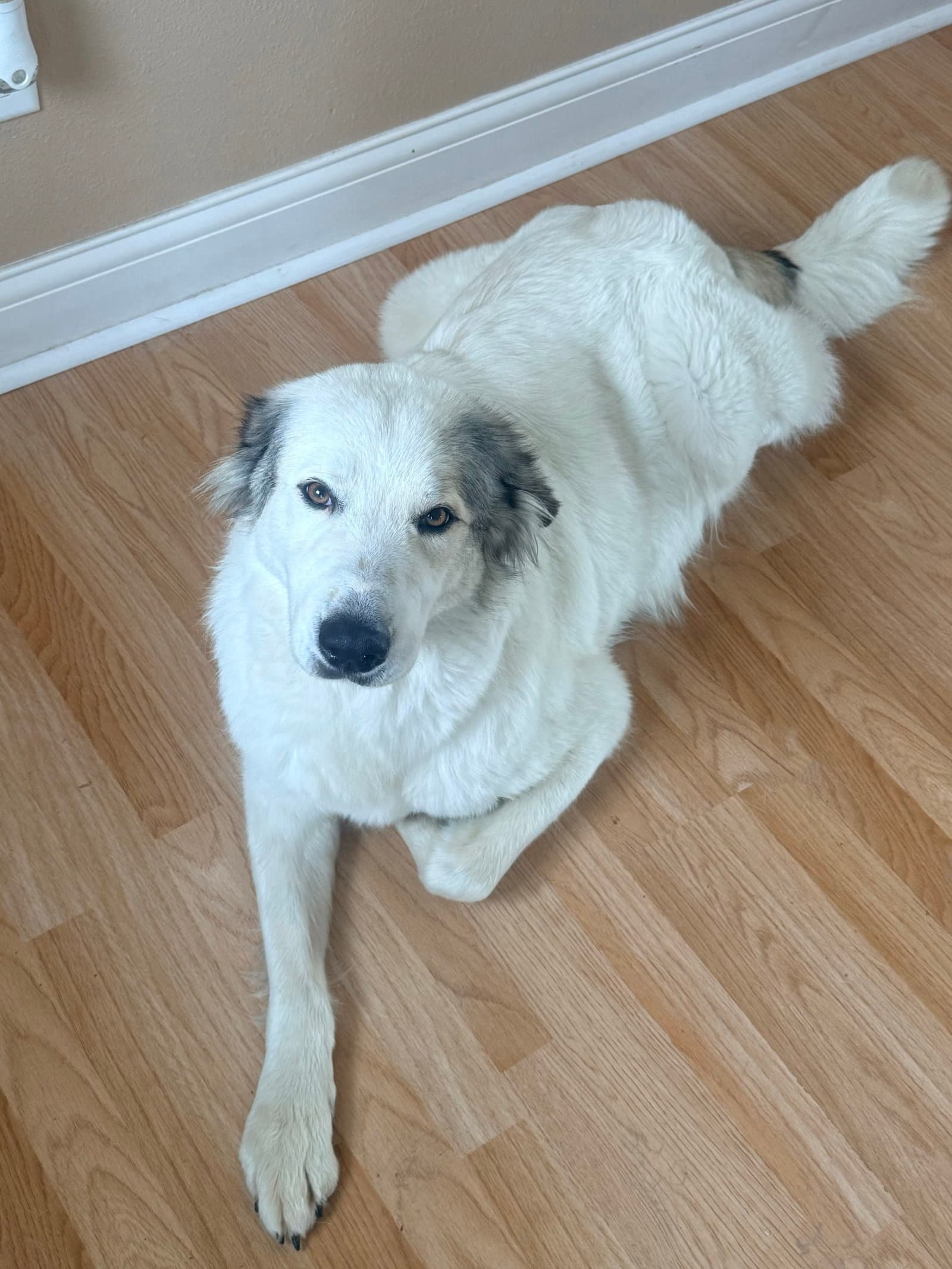 Koda - Great Pyrenees
