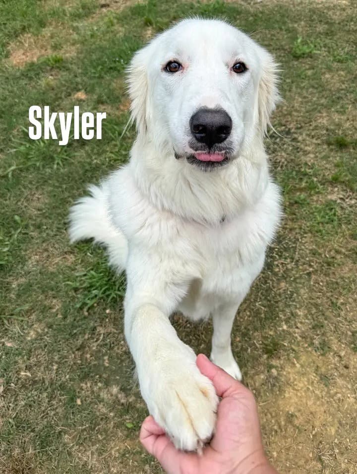 Skyler Aka Skye - Great Pyrenees