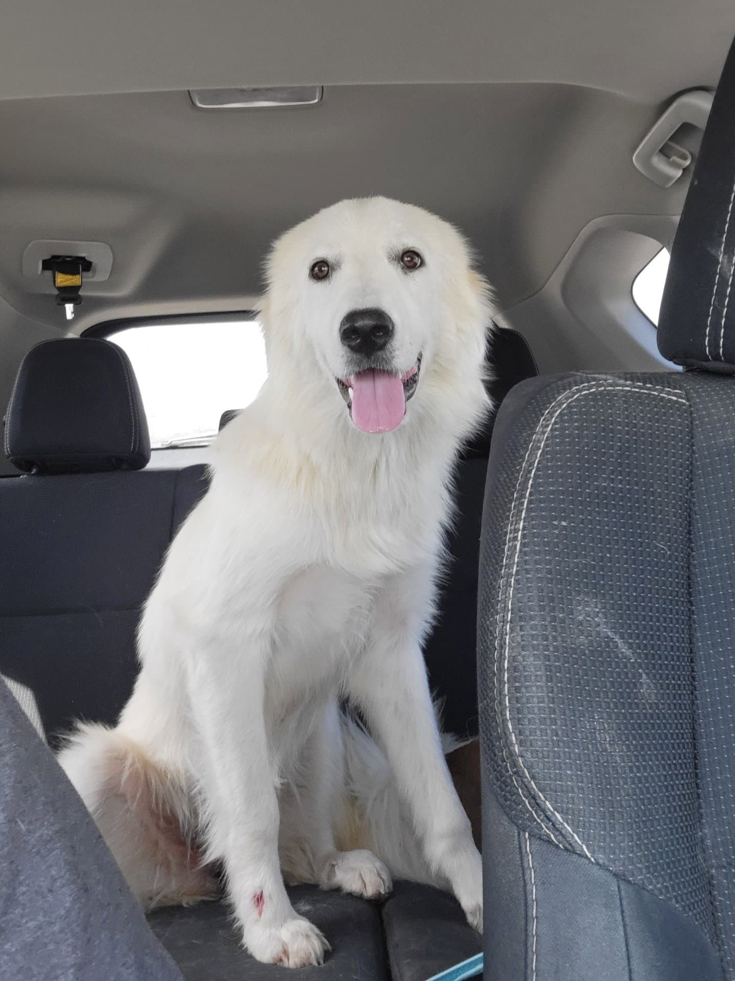 Gemma - Great Pyrenees