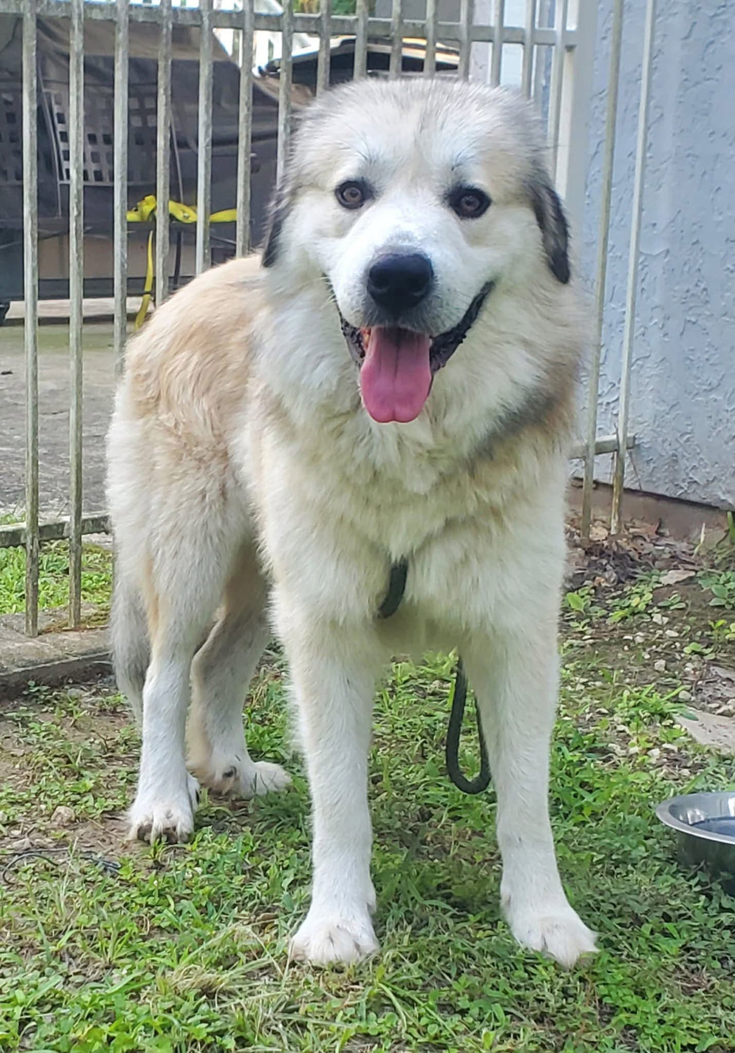 Sebastian - Great Pyrenees