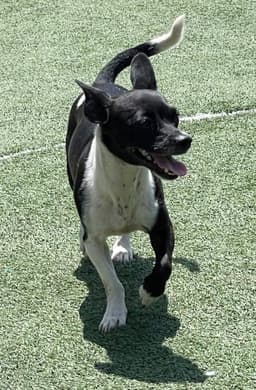 Bessie image 1