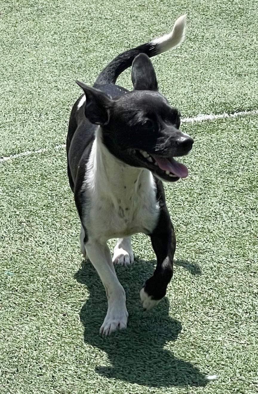 Bessie - Chihuahua